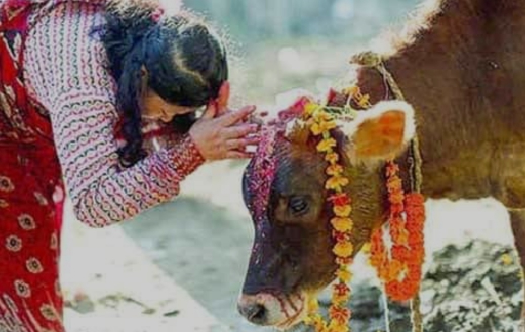 आज गाई, गोरु र गोवर्द्धन पूजा गरिंदै